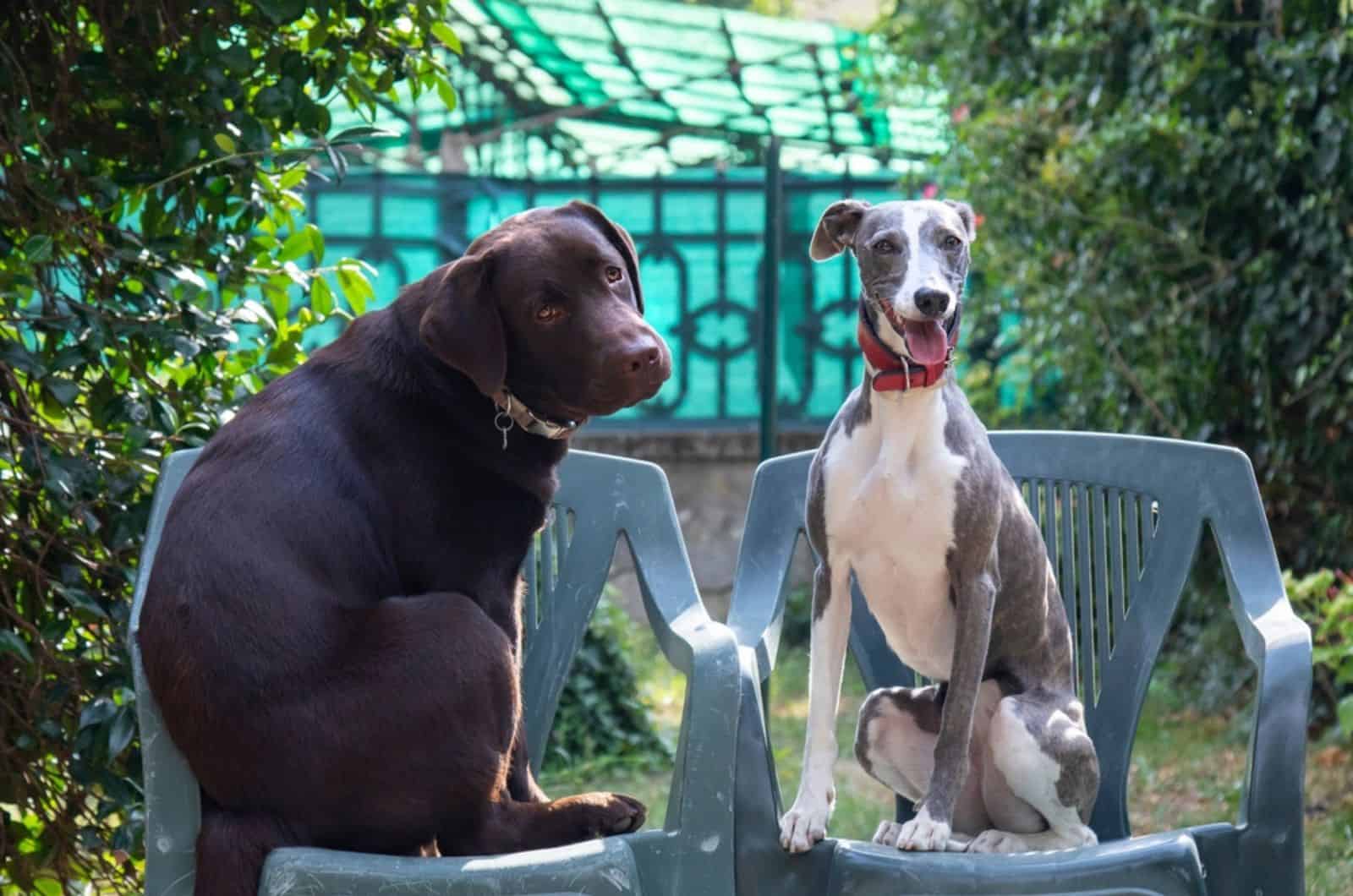 whippet and labrador sitting on the chair in the garden