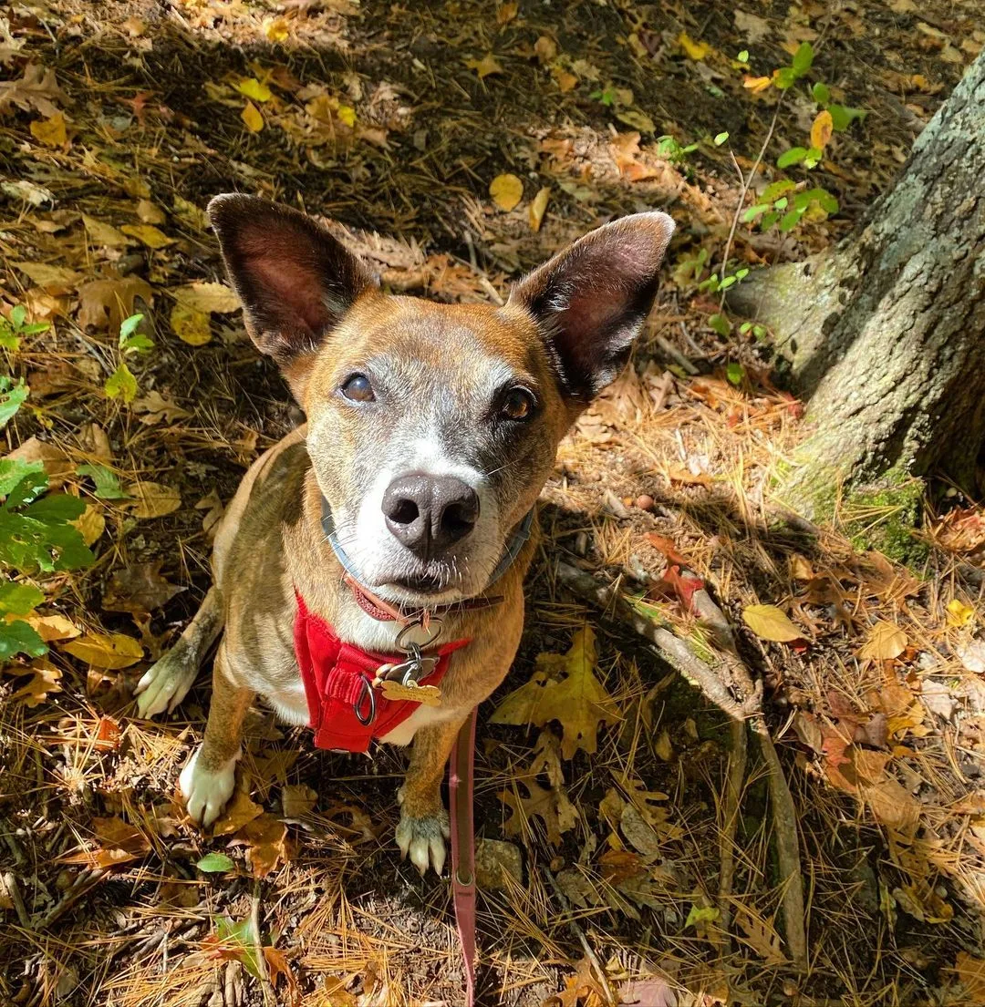 whippet pitbull mix in nature