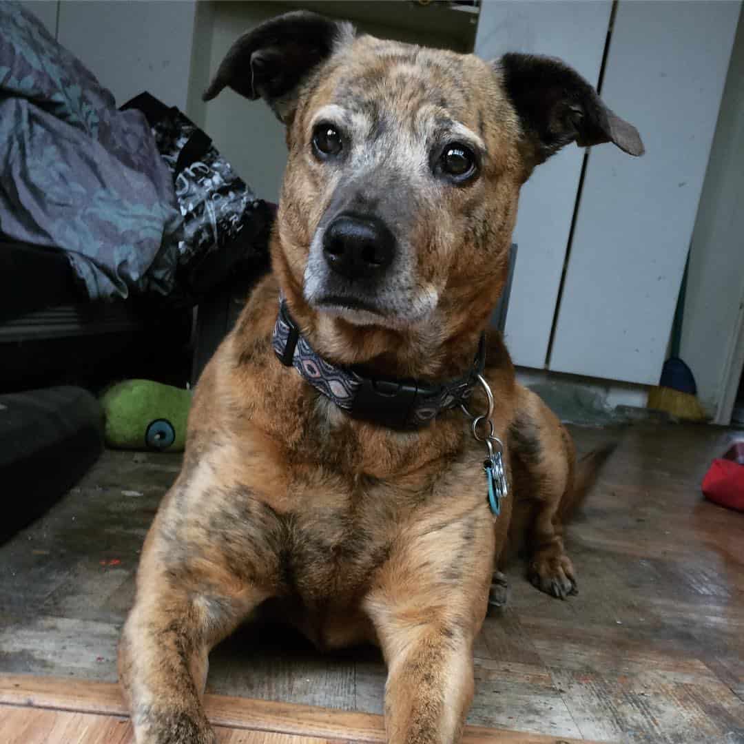 whippet pitbull mix portrait