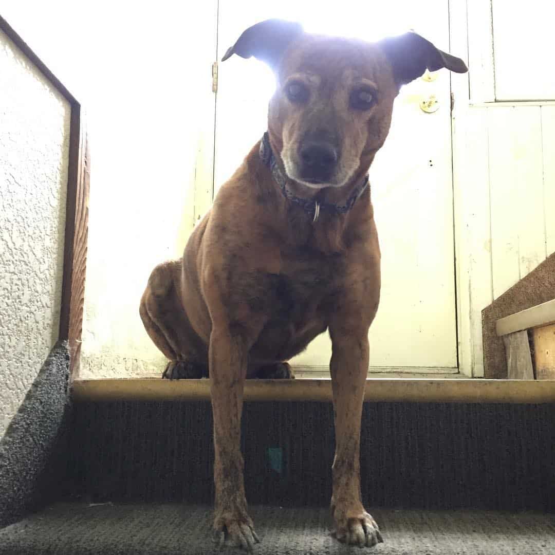 whippet pitbull mix standing on stairs