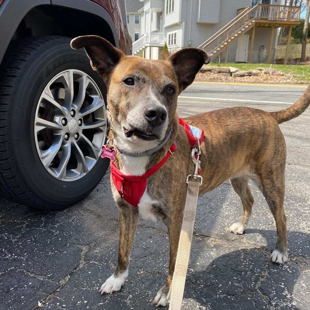 whippet pitbull mix wearing a harness