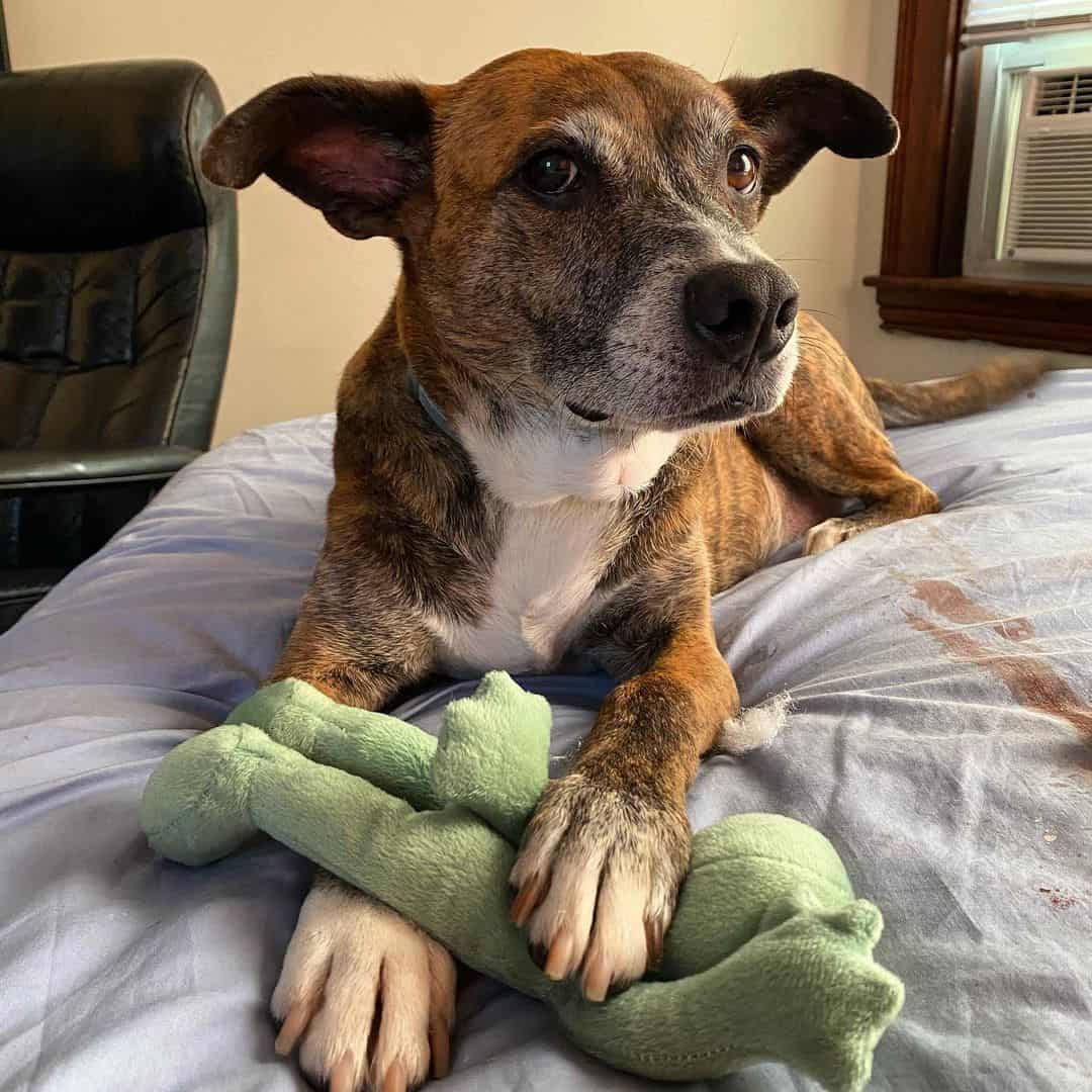 whippet pitbull mix with toy