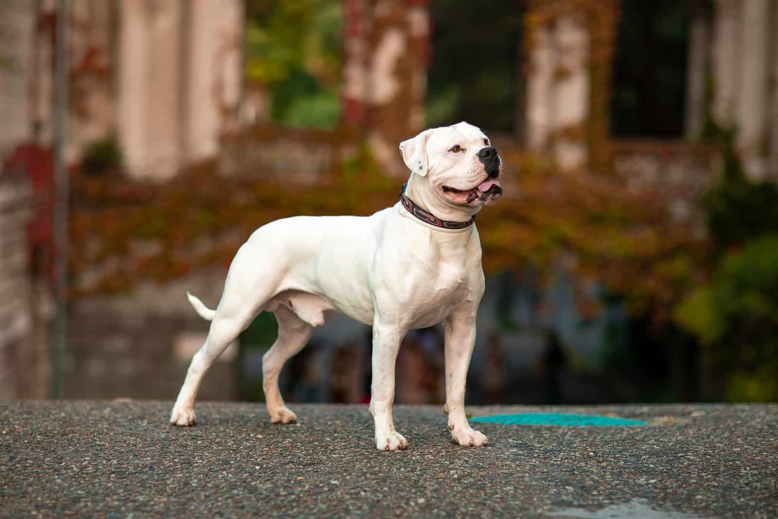 white American Bulldog standing outside