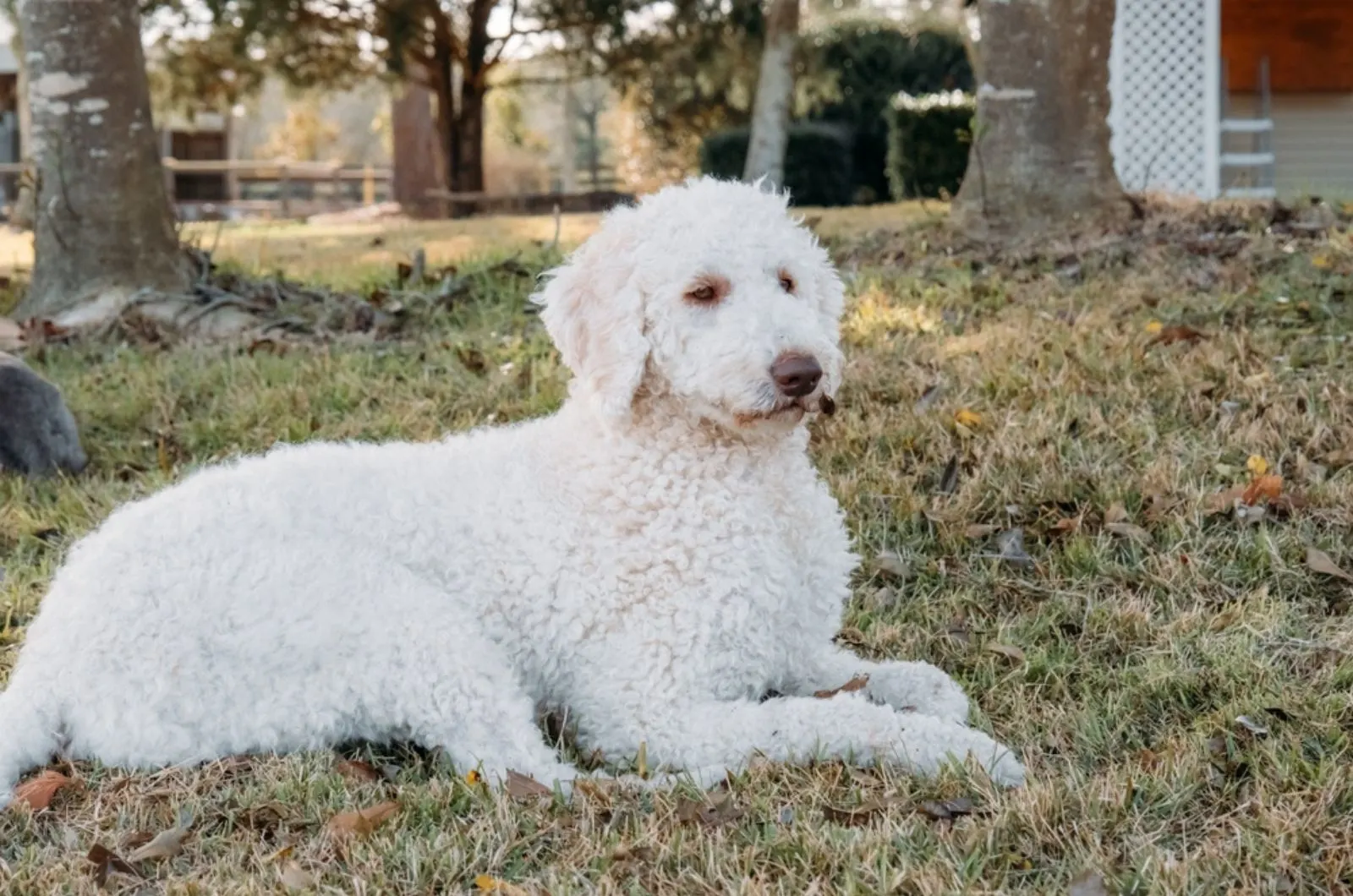 white goldendoodle lying on the grass in the park