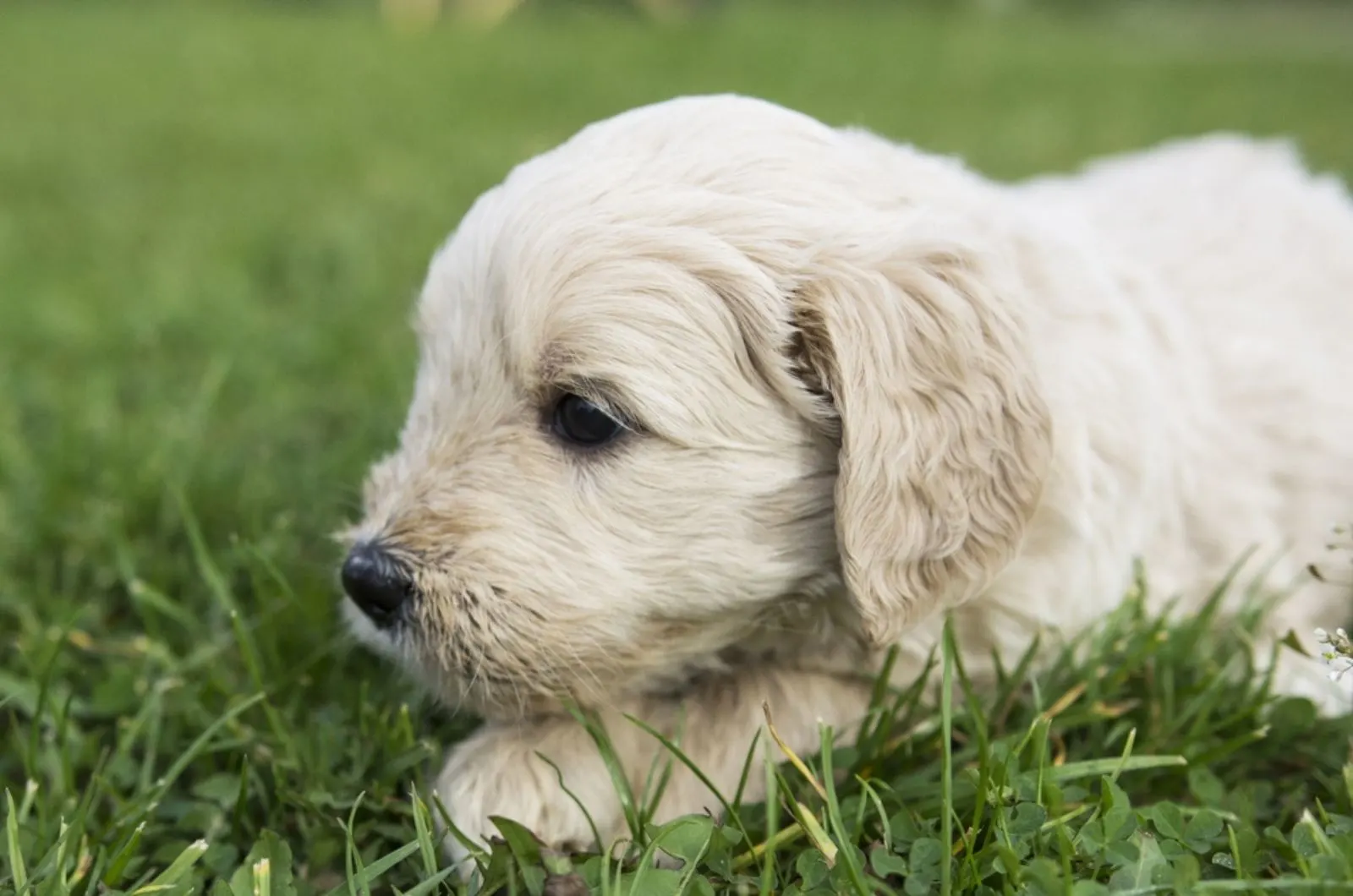 white goldendoodle puppy lying in the grass