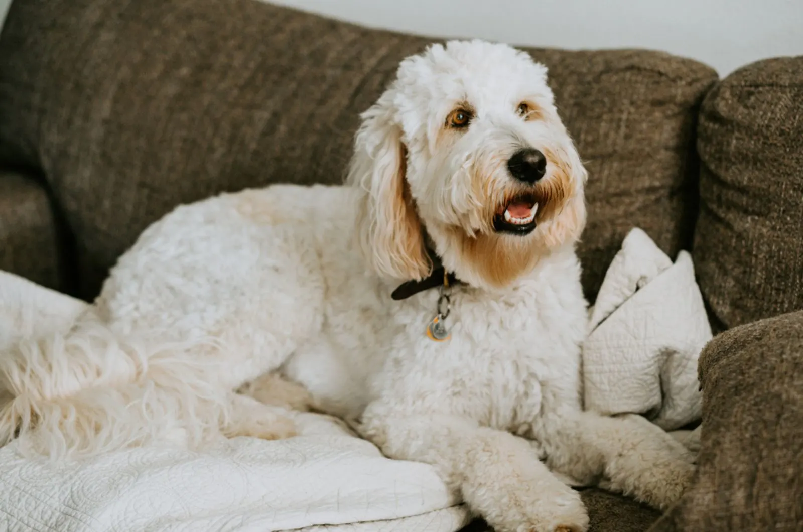 white goldendoodle sitting on the couch