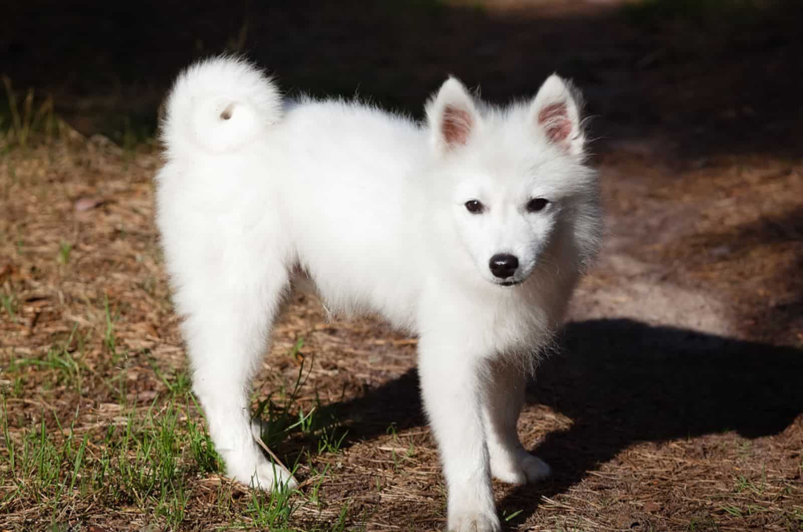 white japanese spitz puppy walking in the forest