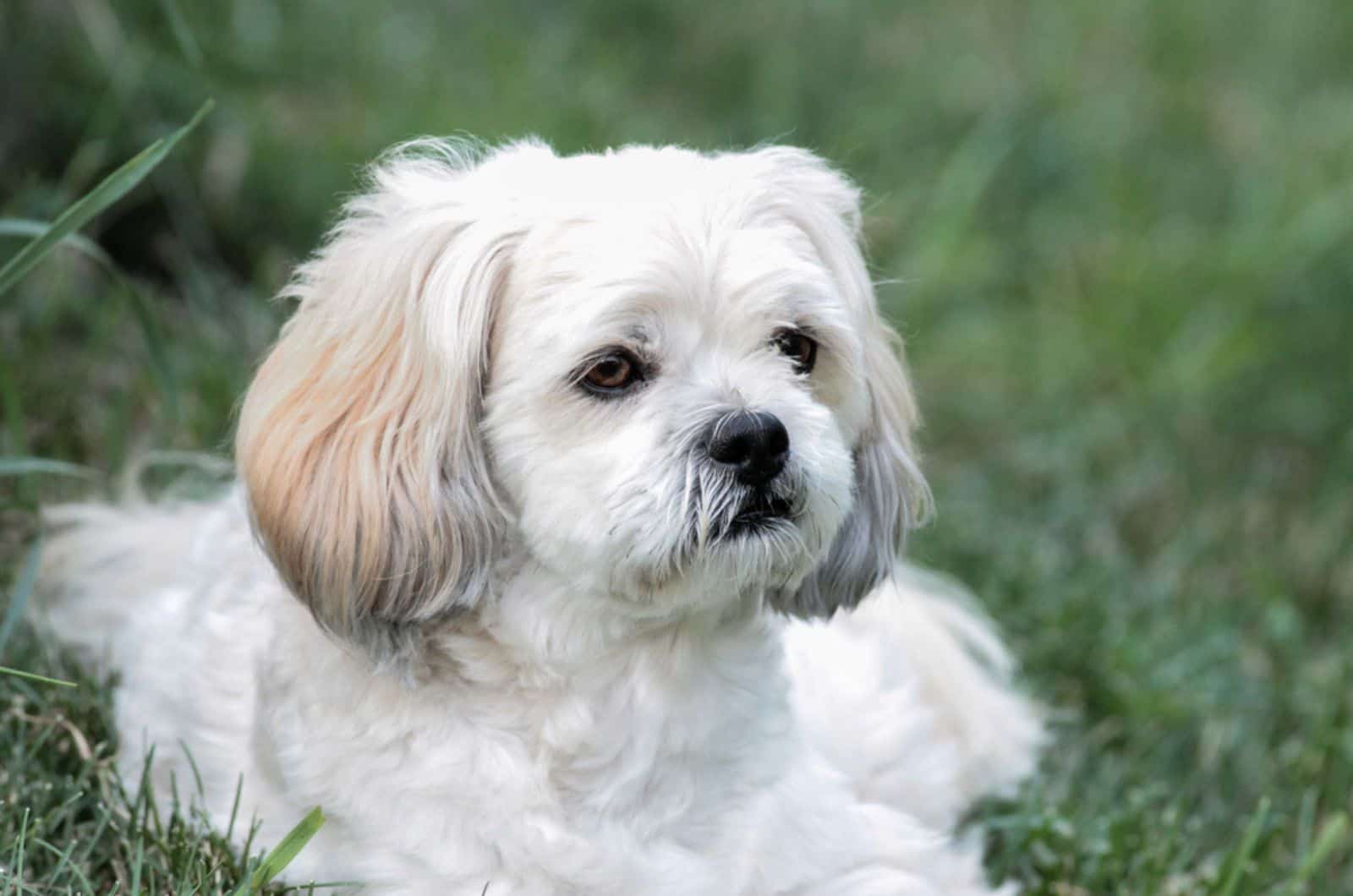 white lhasa apso lying in green grass