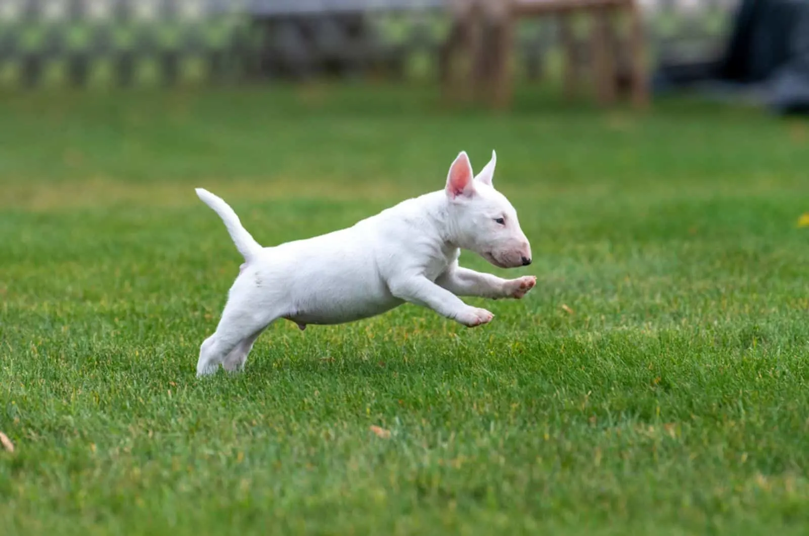 white mini bull terrier running in the park
