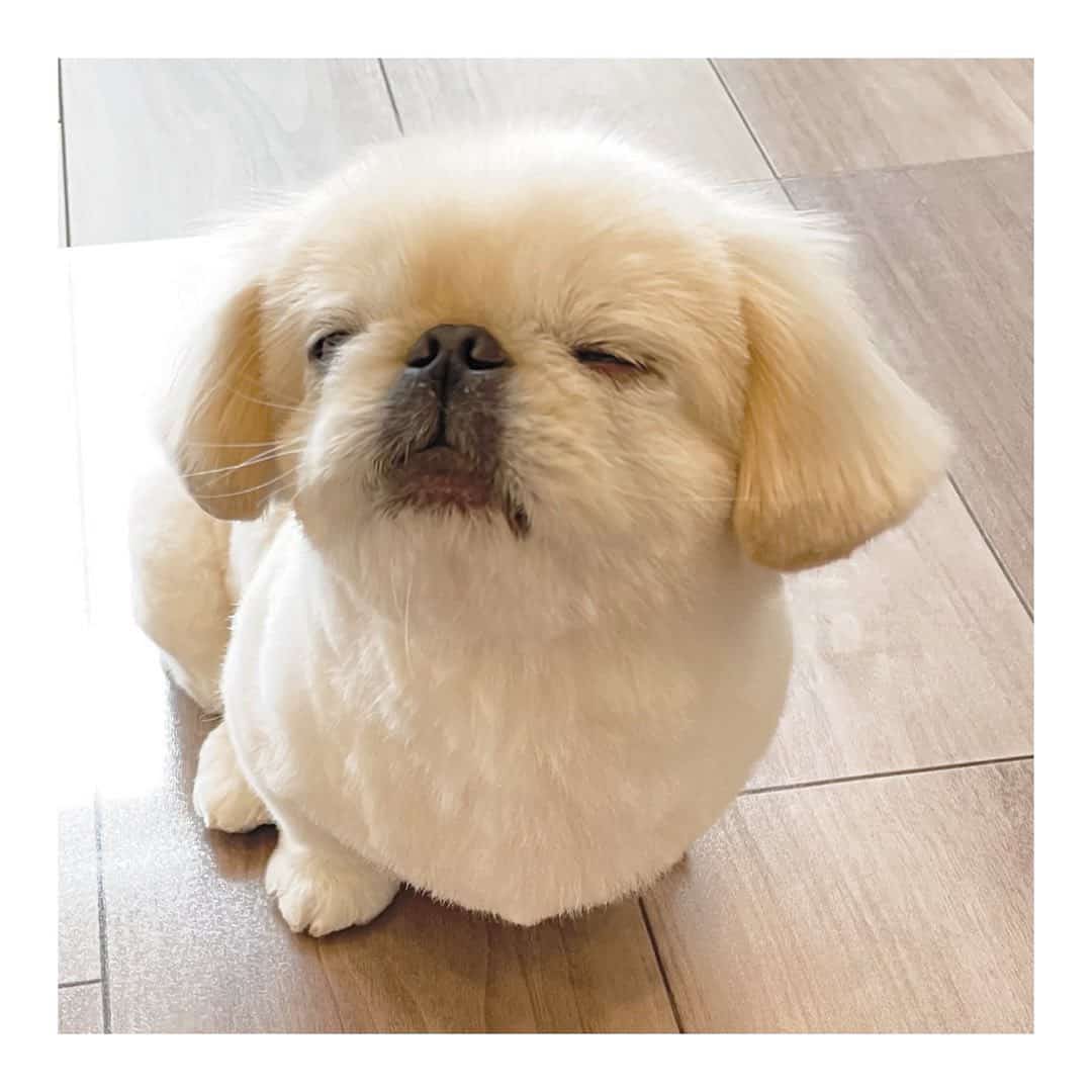 white pekingese