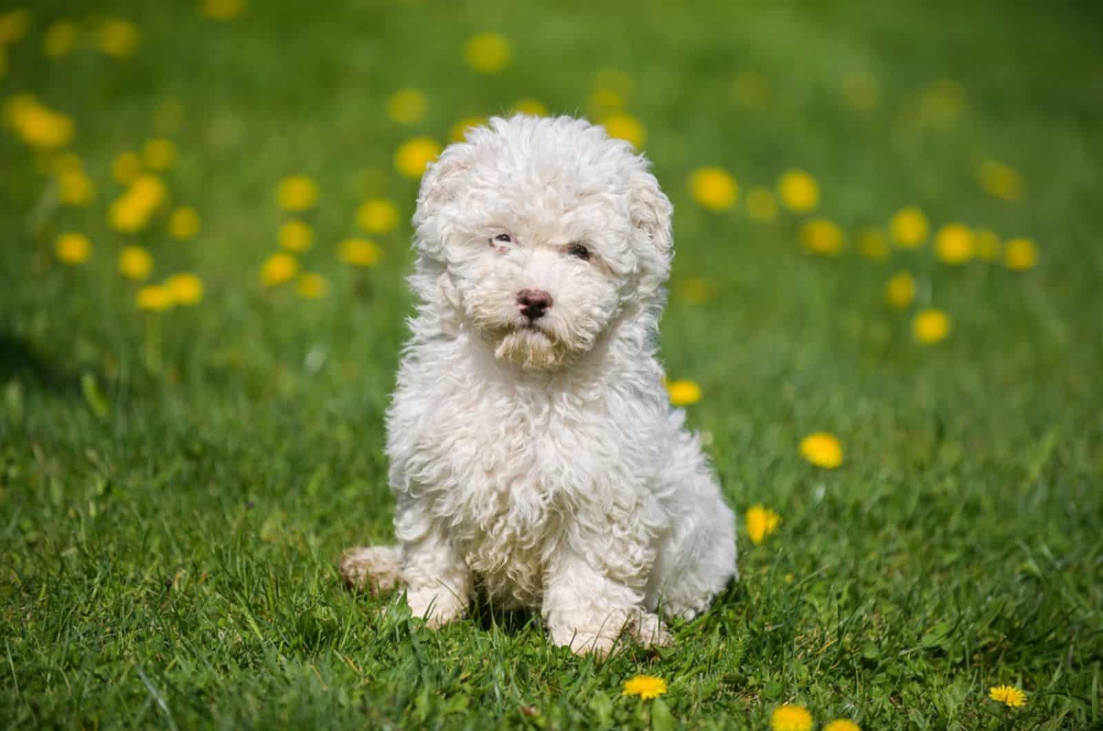 white puli puppy sitting on the grass