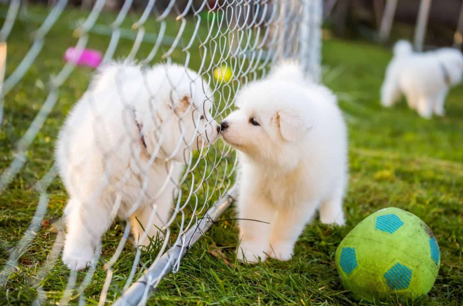 white samoyed puppies playing outdoors