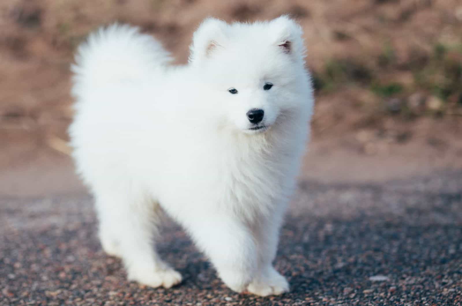 white samoyed puppy walking on a road