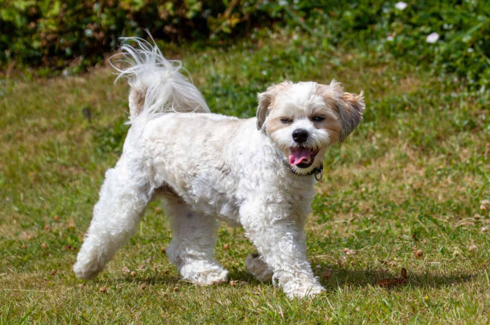 white short hair lhasa apso walking on the lawn