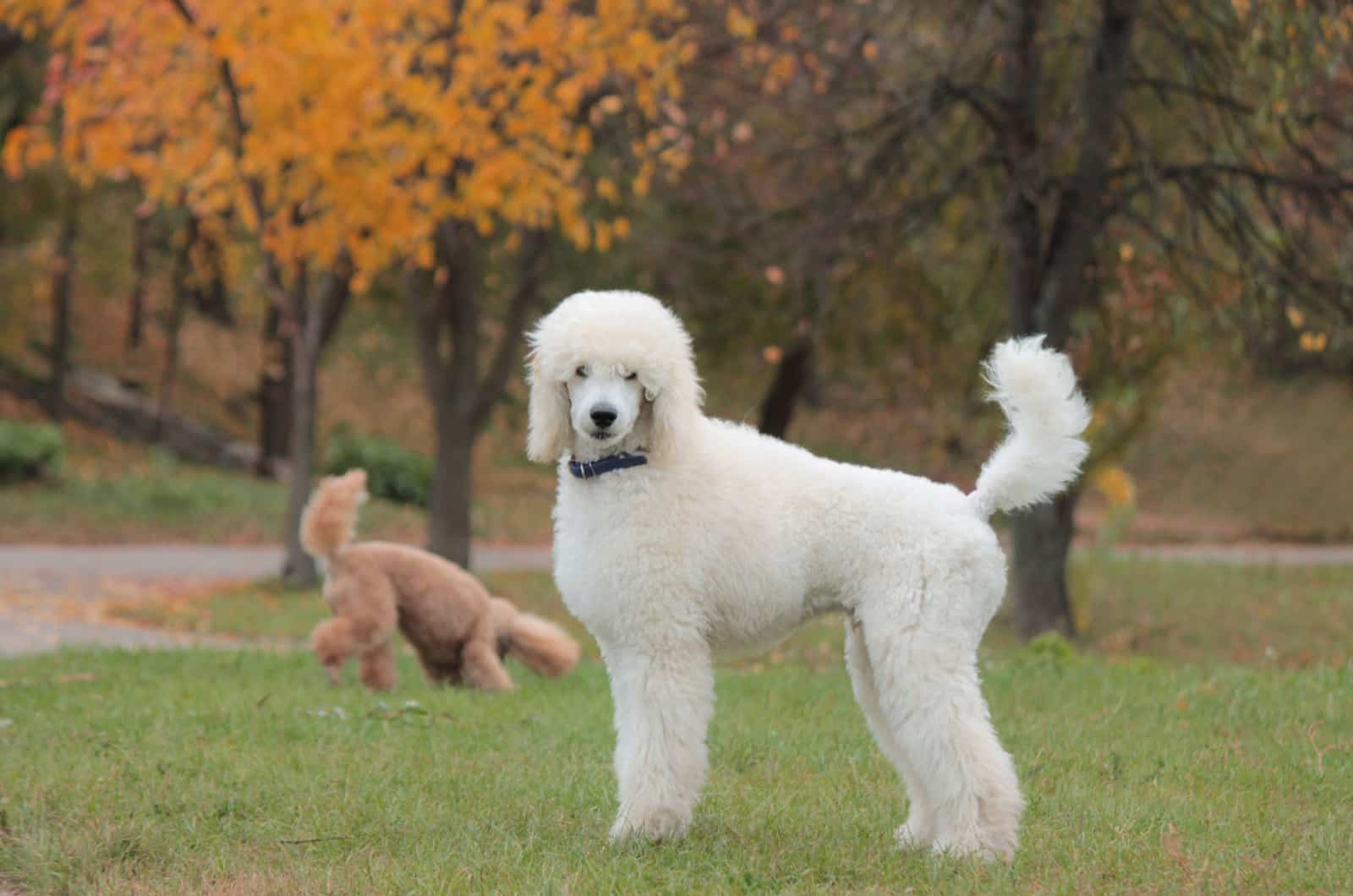 white standard poodle