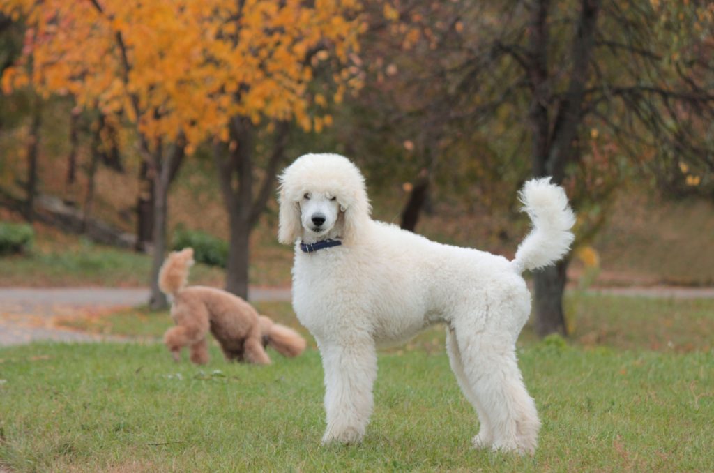 The Top 12 Poodle Breeders In Oregon Places To Get Poodles