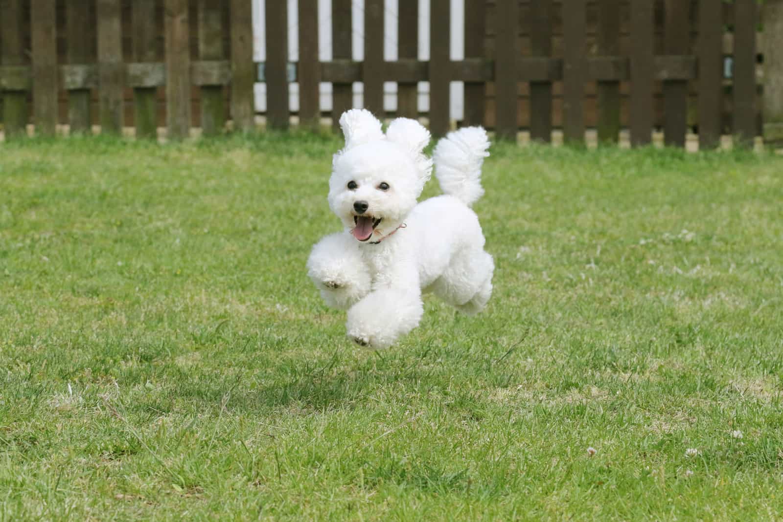 white toy poodle running