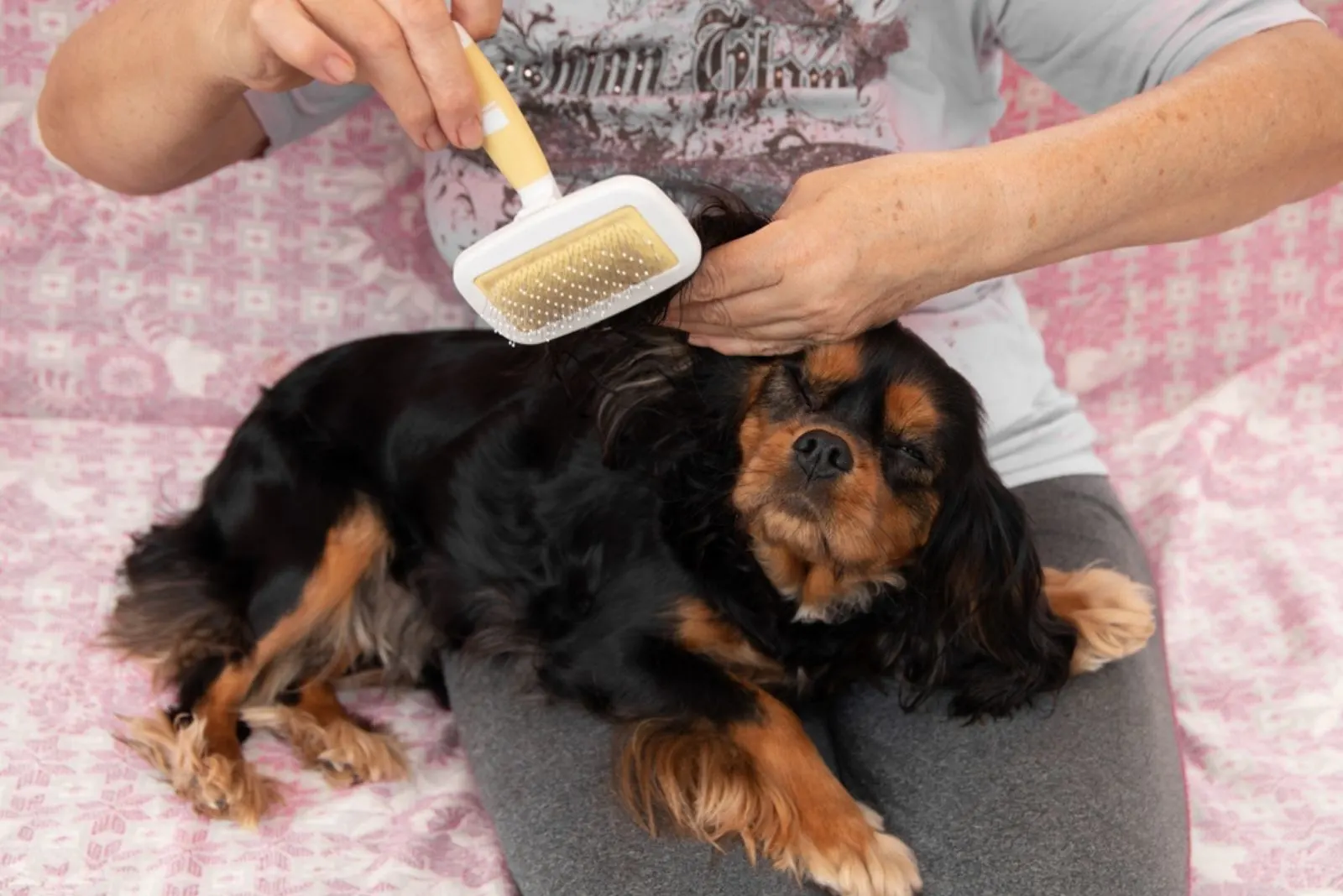 woman brushing cavalier king charles spaniel dog in her lap