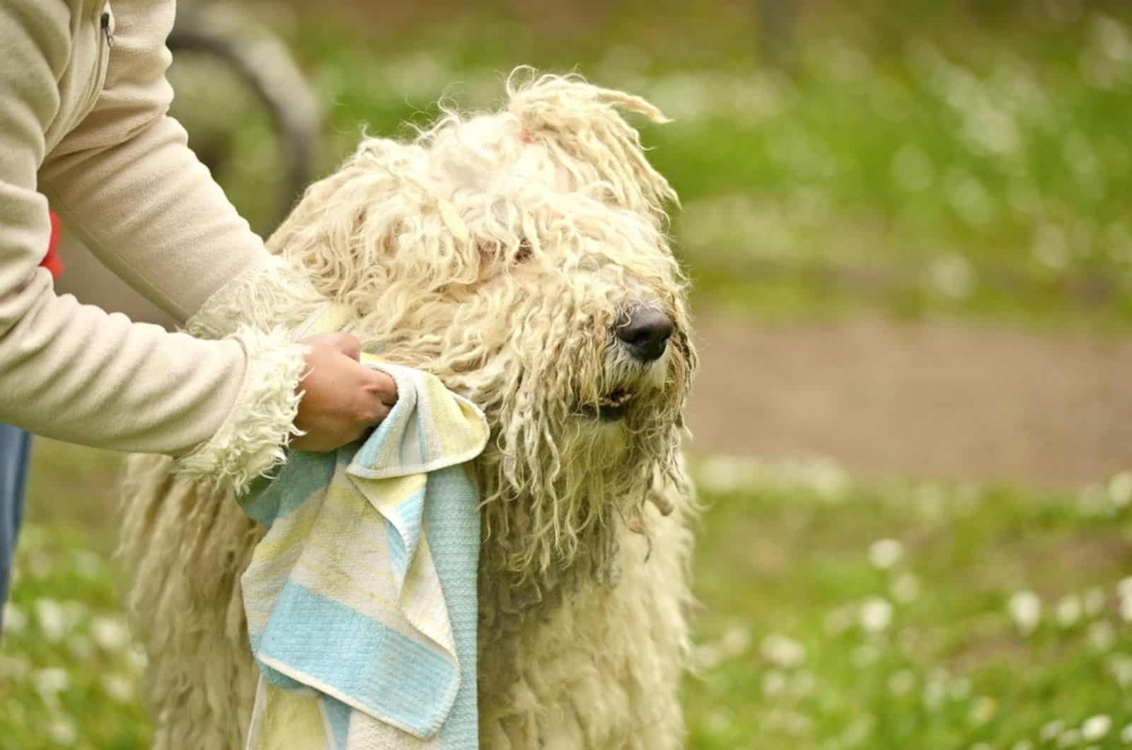 woman wiping komondor dog with a cloth