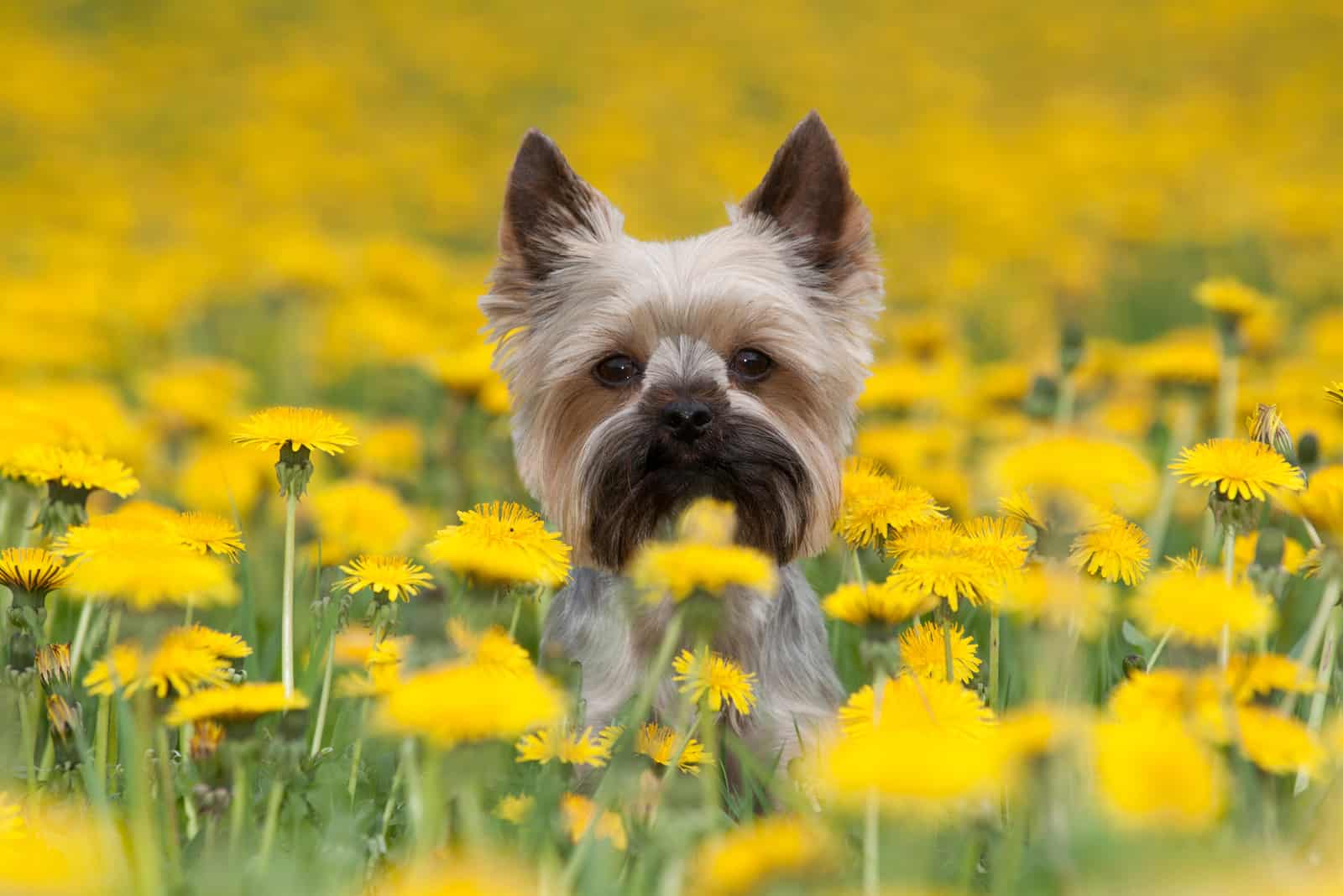 yorkie in a field of yellow flowers