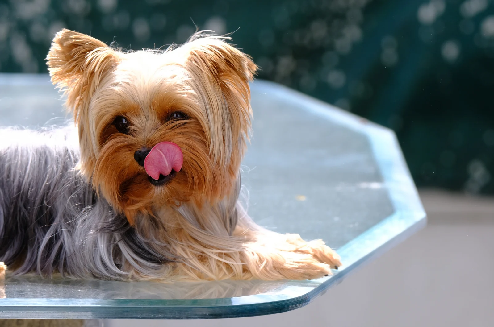 yorkie licking its mouth