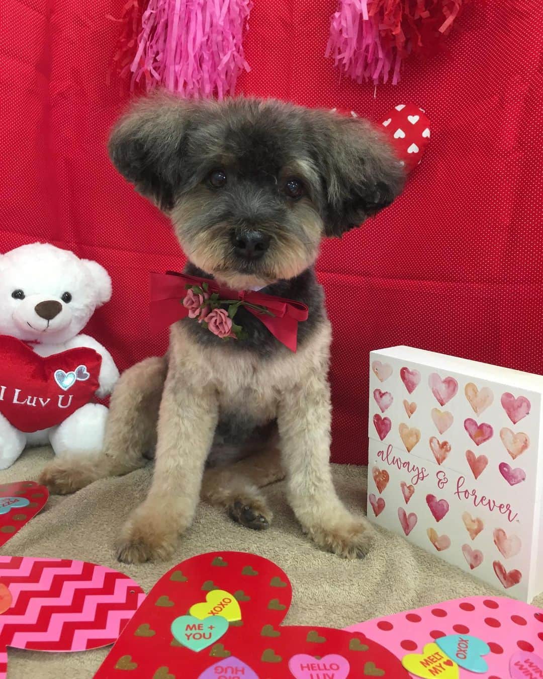 yorkie poo with puppy cut