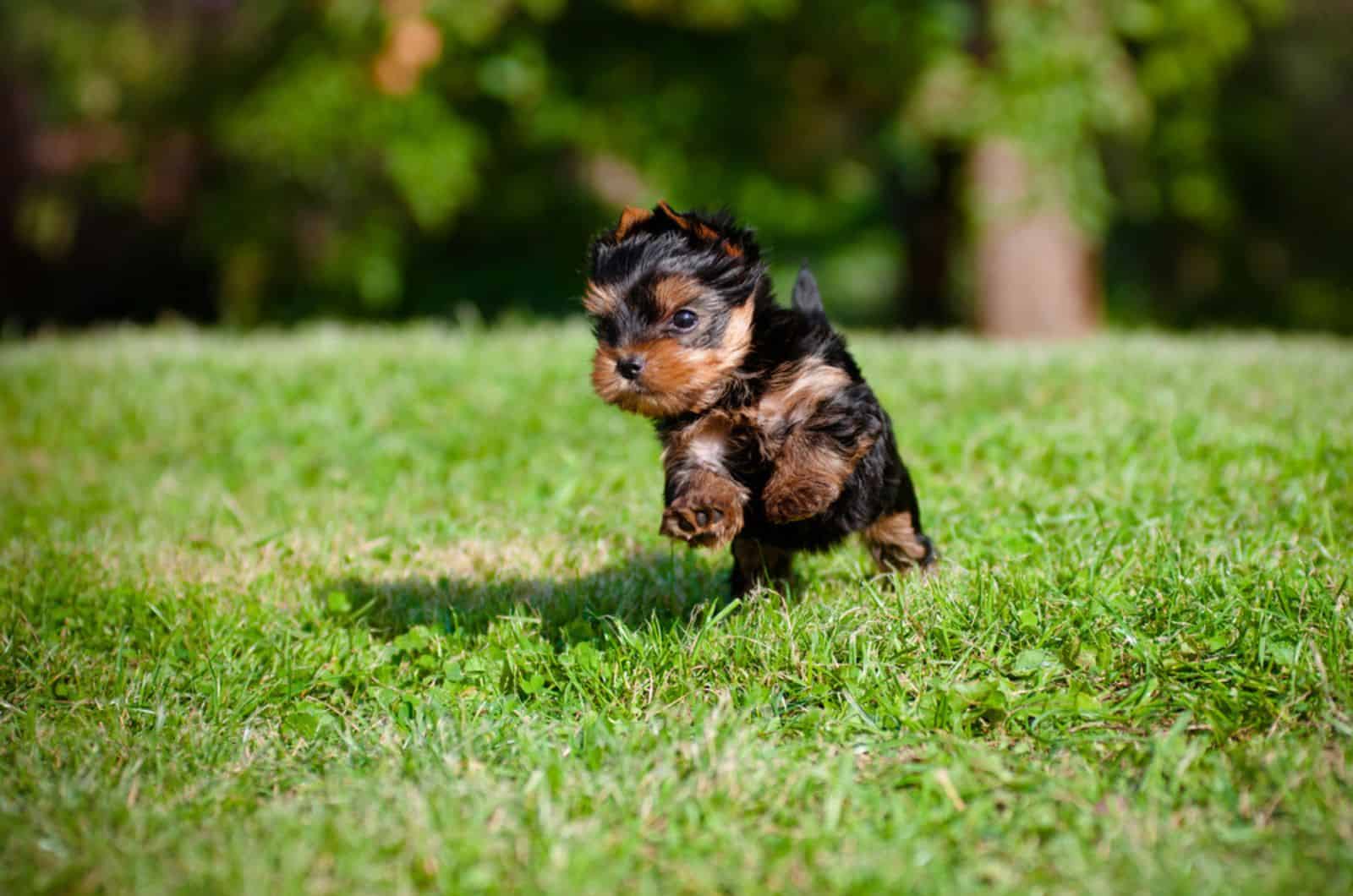 yorkie puppy running in the yard