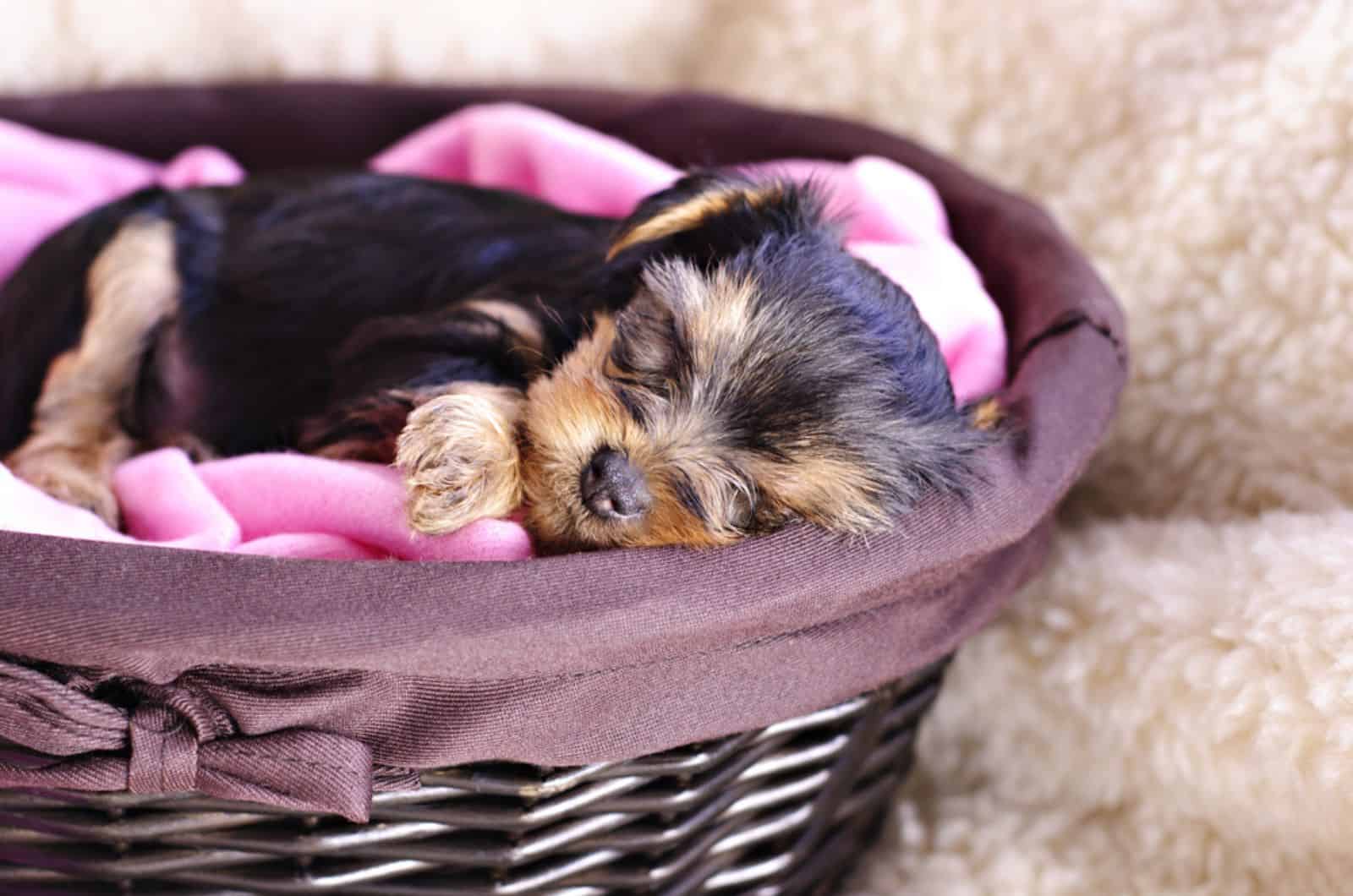 yorkie puppy sleeping in a basket