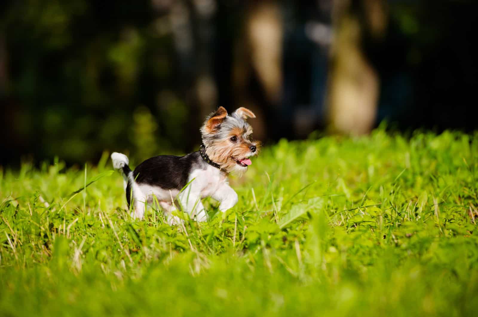 yorkie puppy walking in the grass