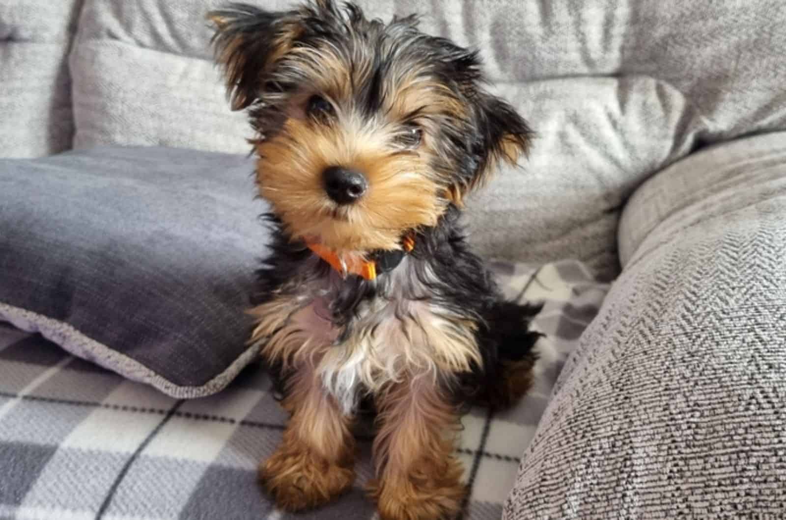 yorkie puppy sitting on the couch