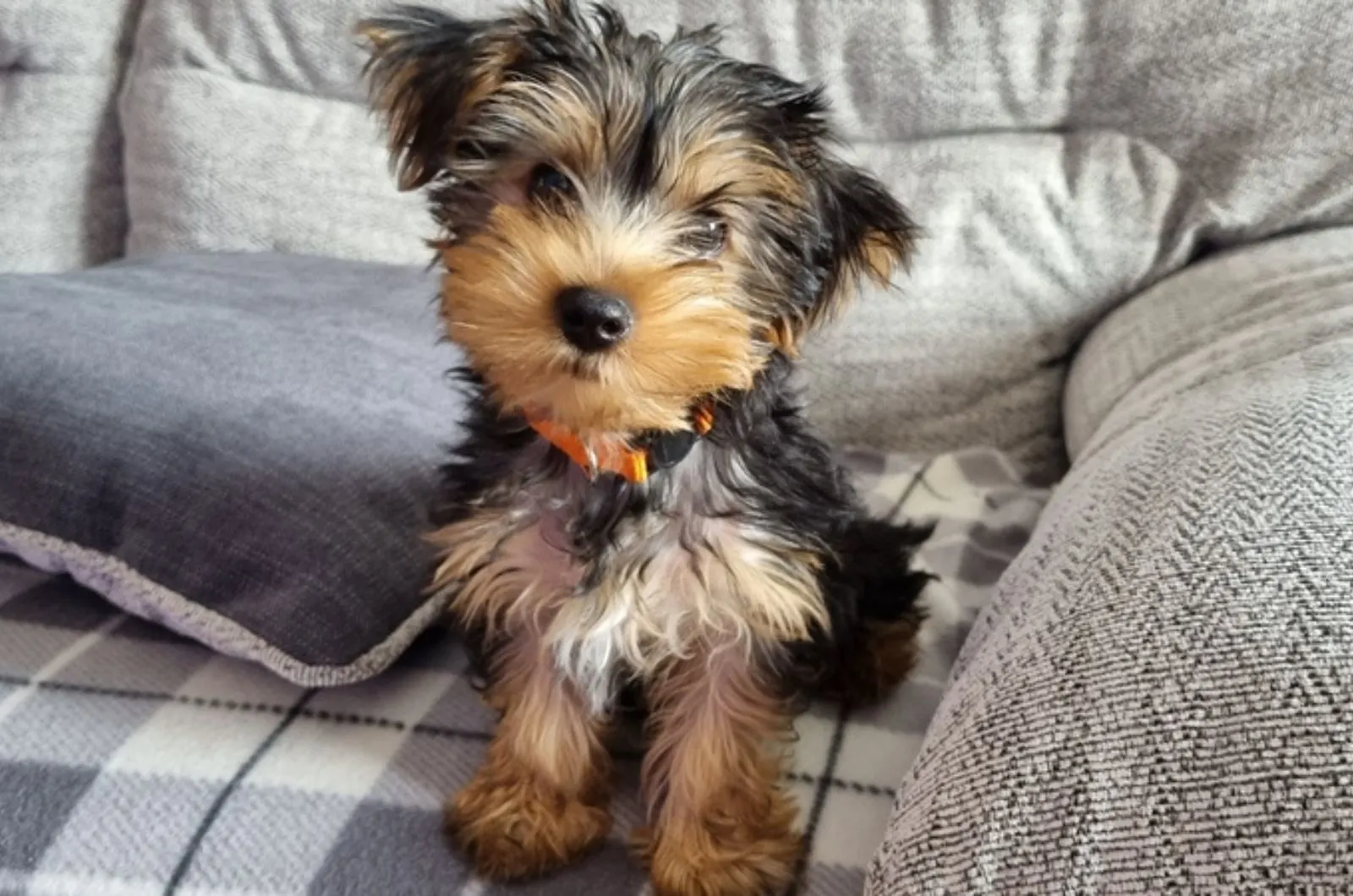 yorkie puppy sitting on the couch