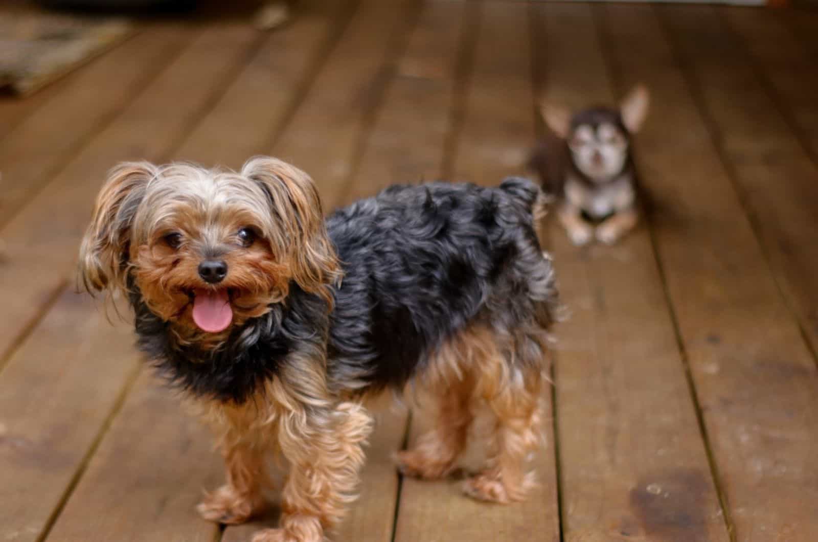 yorkiepoo puppy standing on the porch