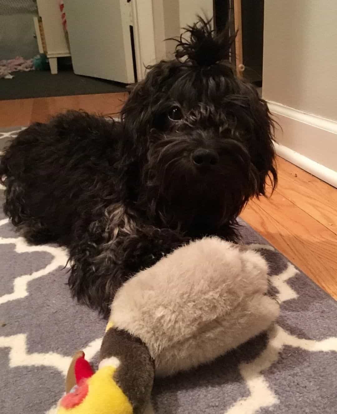 yorkiepoo with topknot