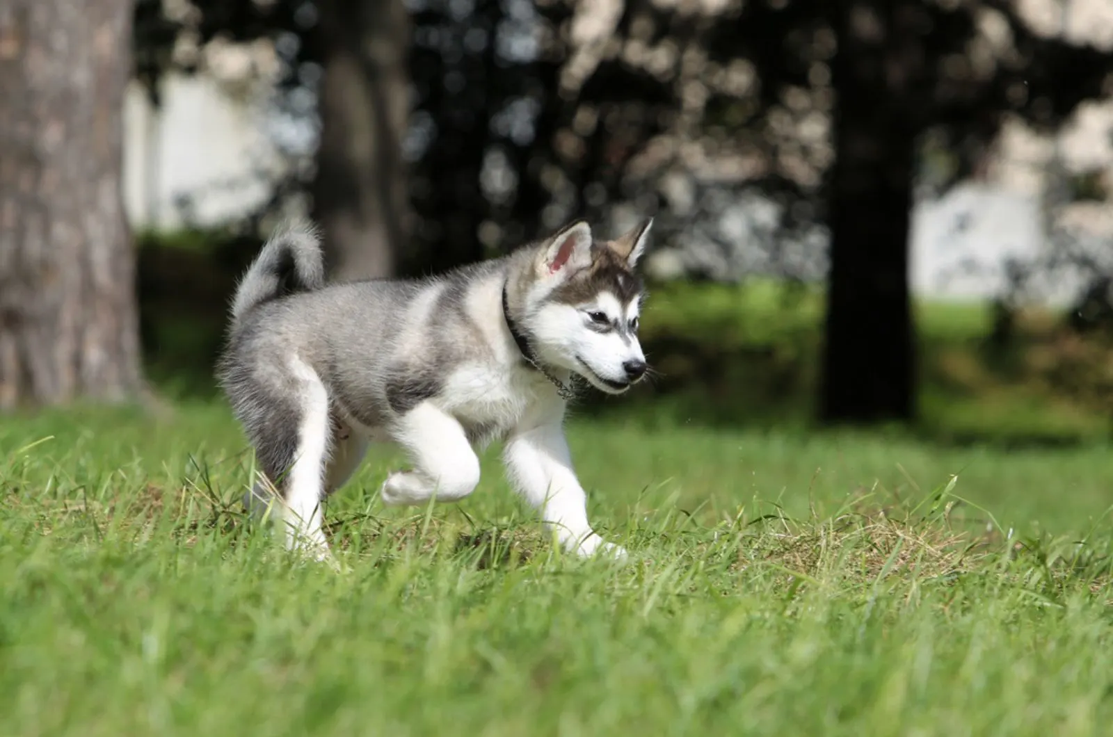 young alaskan malamute running in the park