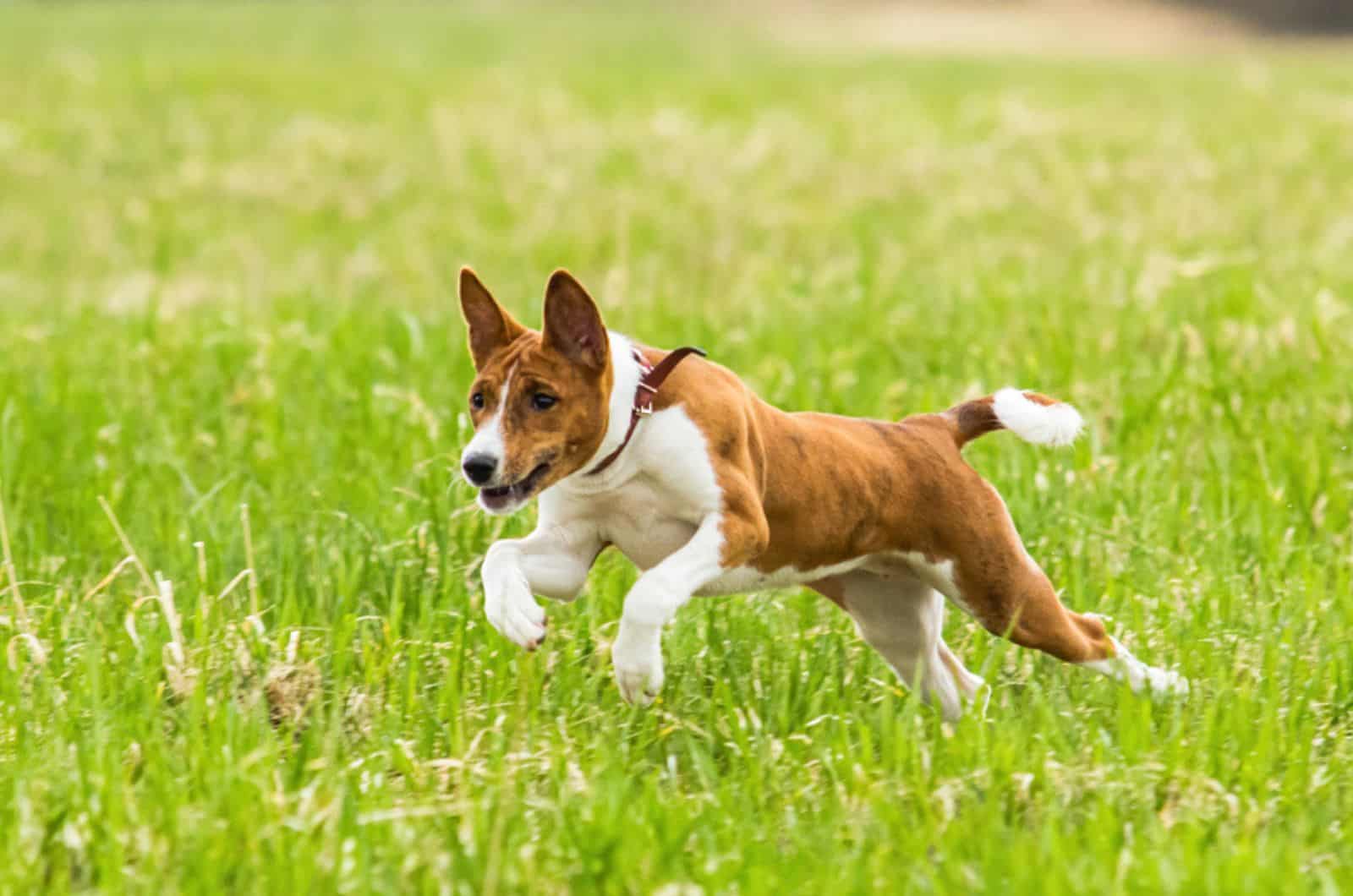 young basenji dog running in the field