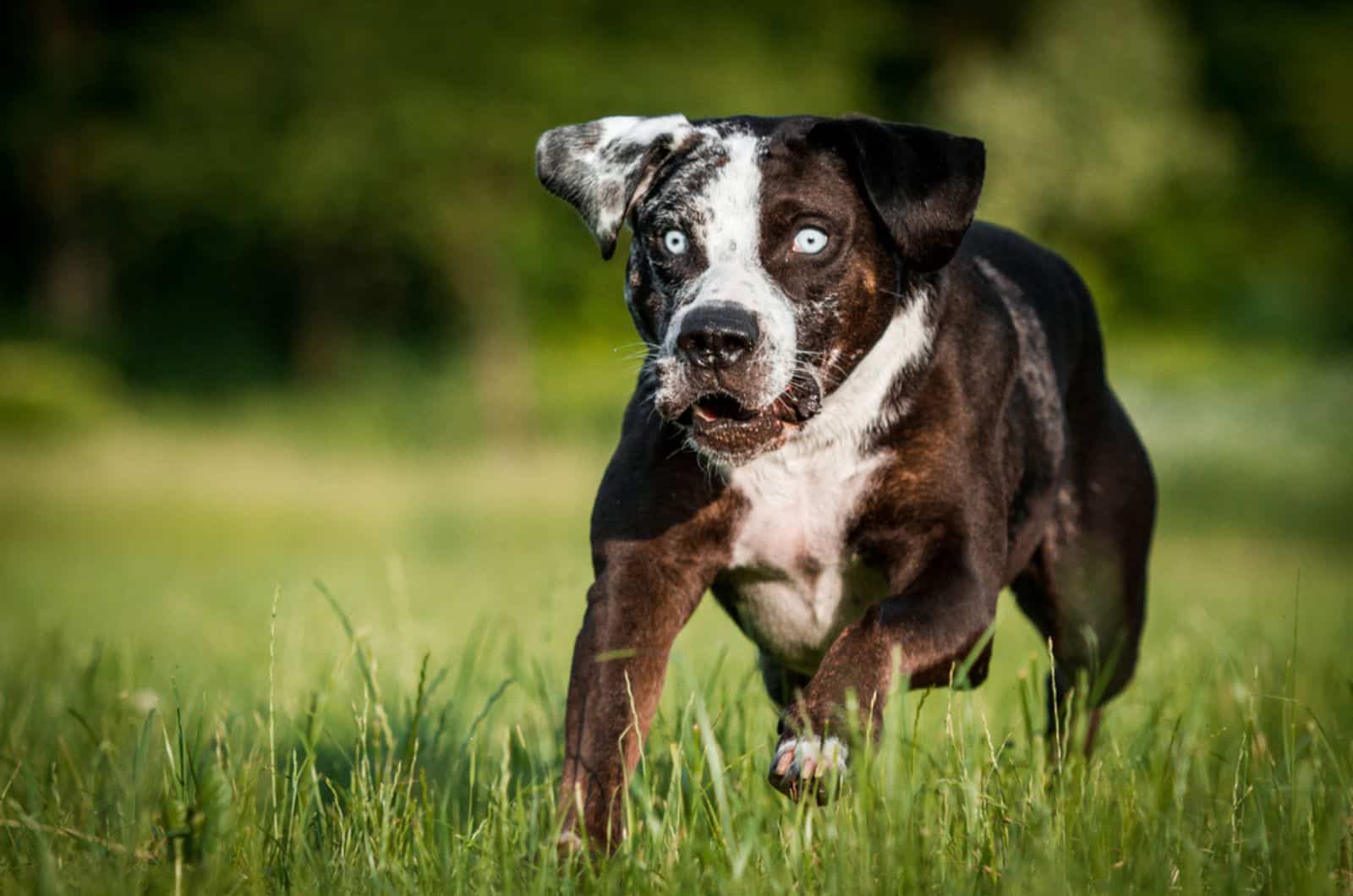 young catahoula leopard dog running on a meadow