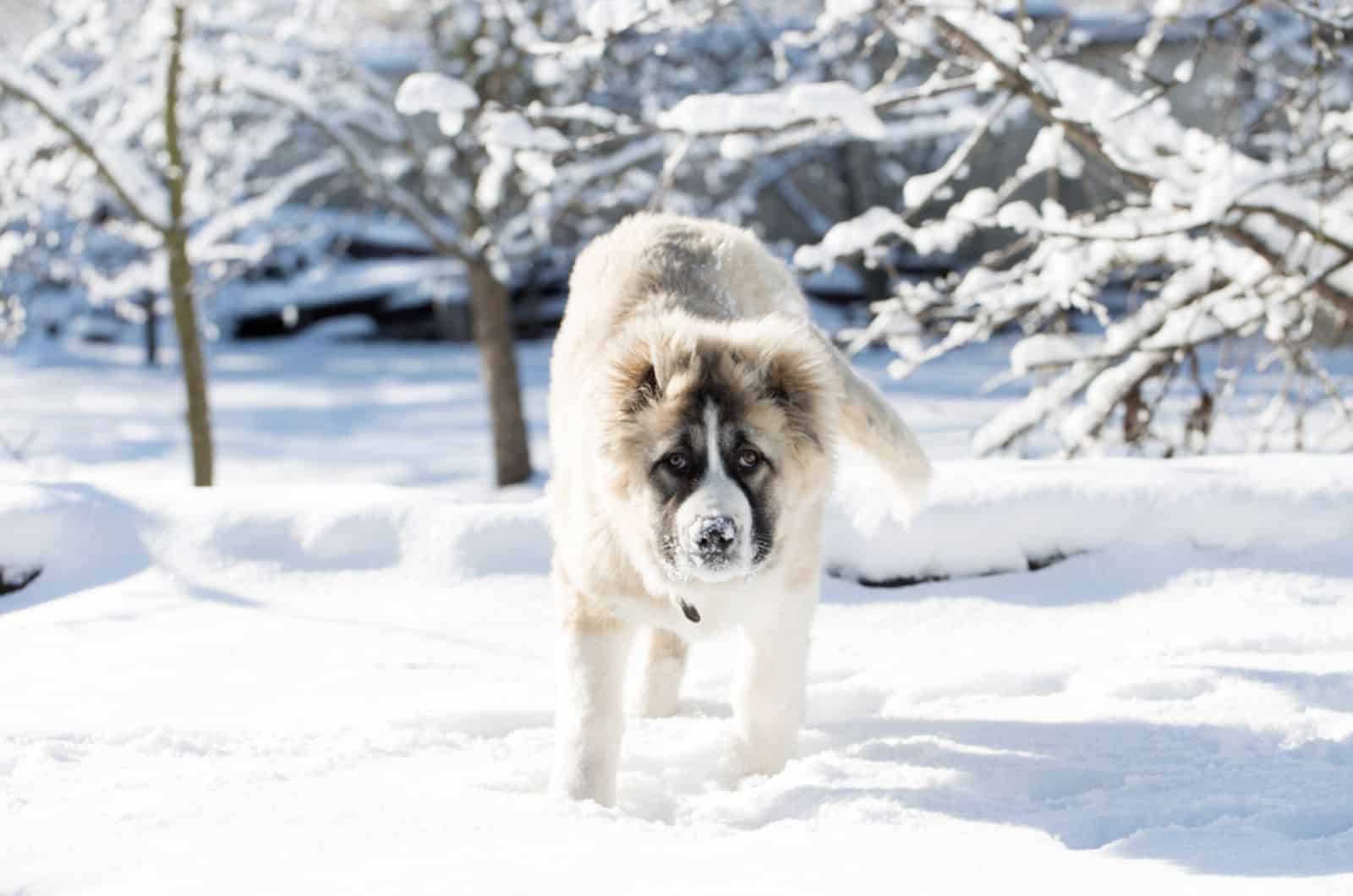 young caucasian shepherd standing on the snow