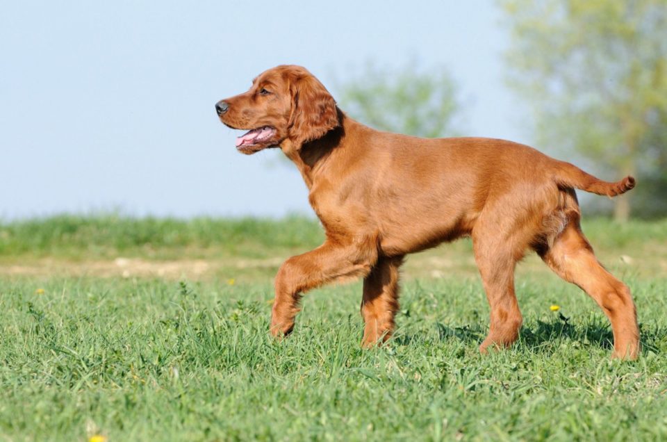 Irish Setter Growth Chart — What Is The Size They Set On?