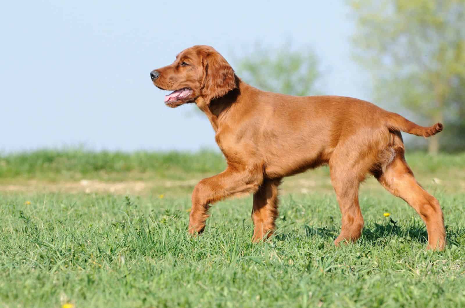 young irish setter walking on a meadow
