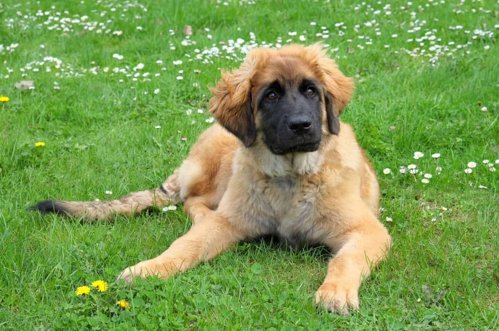 young leonberger dog lying on the grass