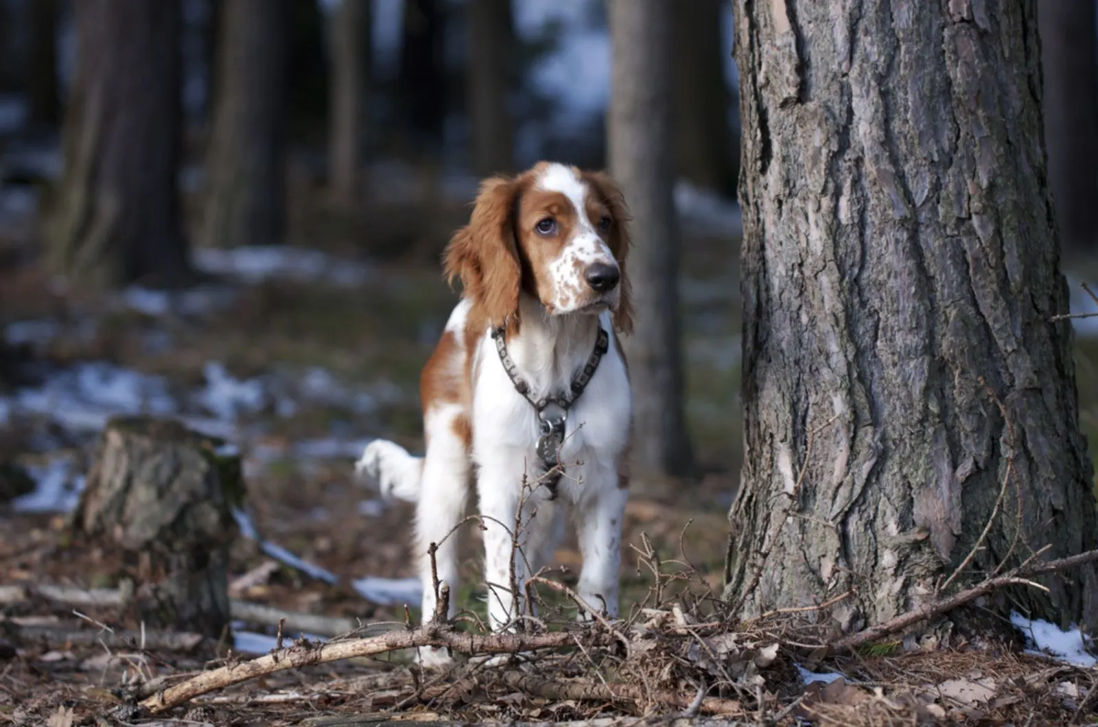 young springer spaniel in the forest