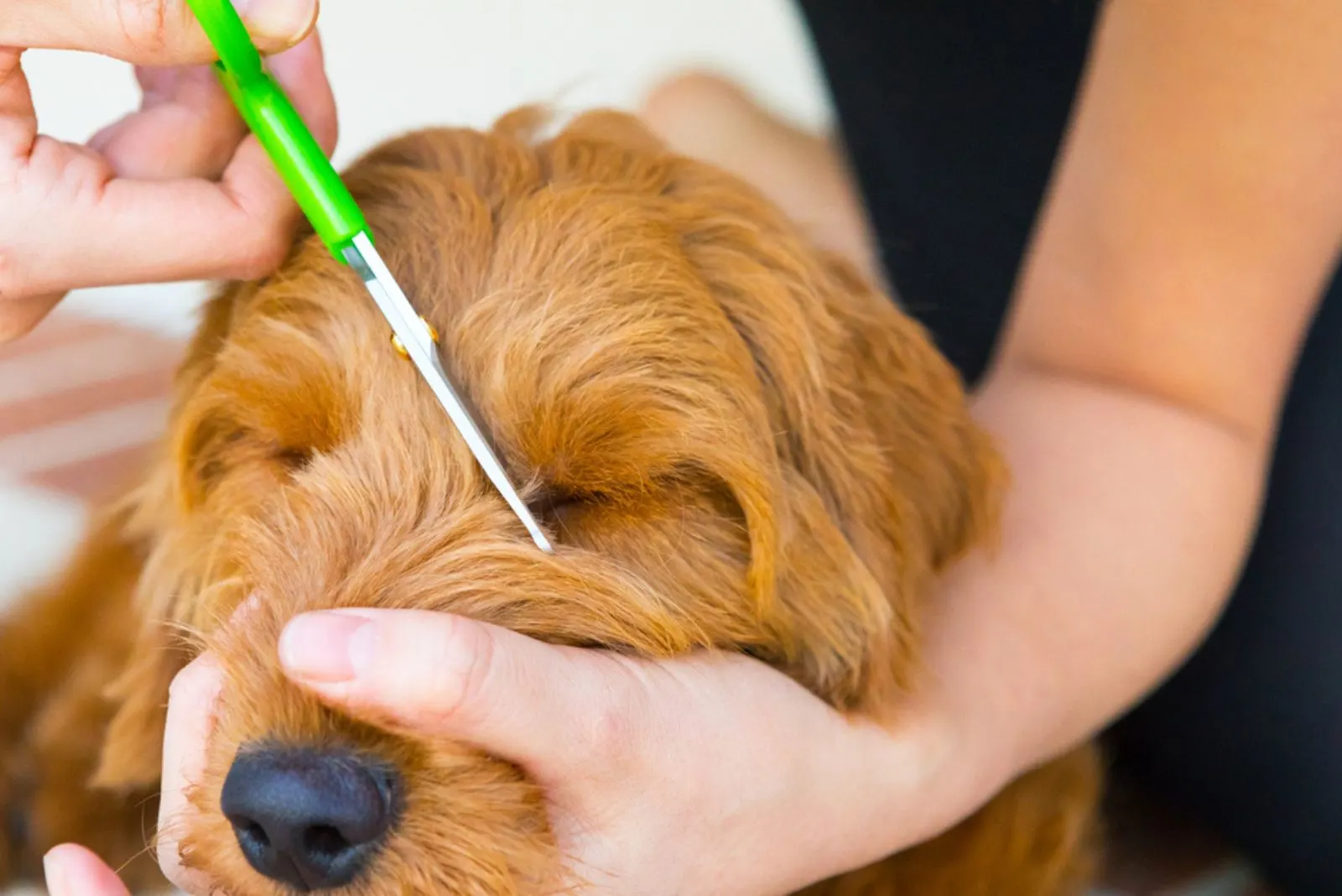 young woman grooming a miniature golden doodle