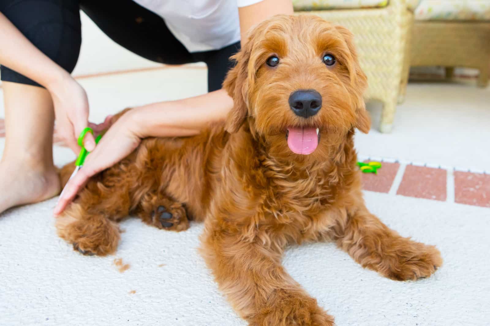 young woman grooming a miniature golden doodle