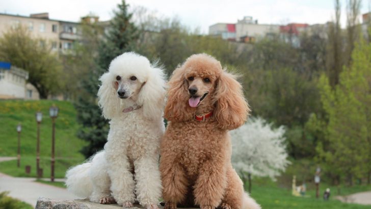 10 Reasons Why Poodles Are The Worst