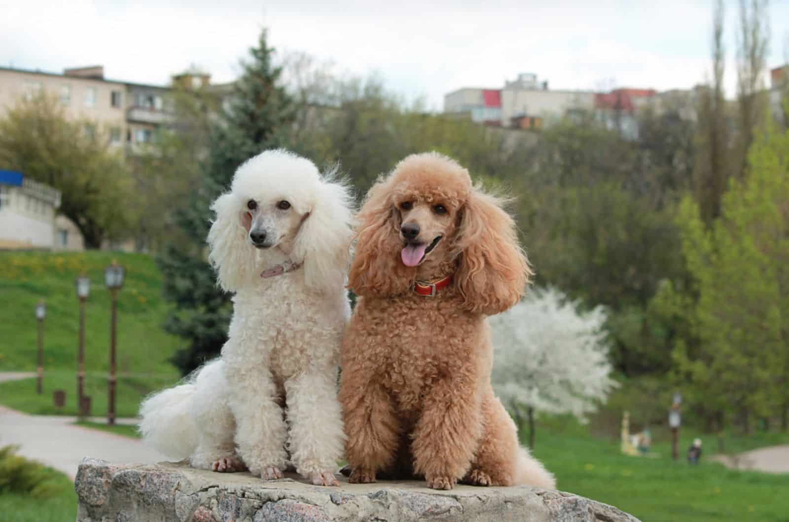 two poodles sitting together