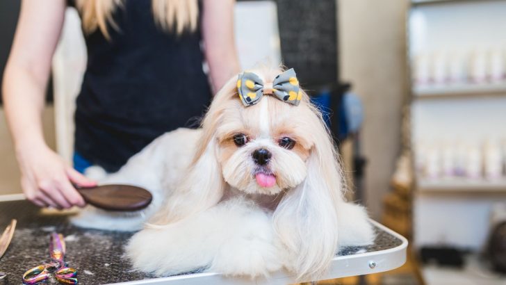 11 Best Brushes For Shih Tzus + Grooming Tips
