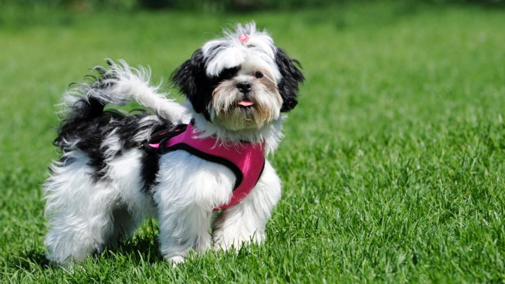 11 Best Harness For Shih Tzu Dogs Safety And Comfort