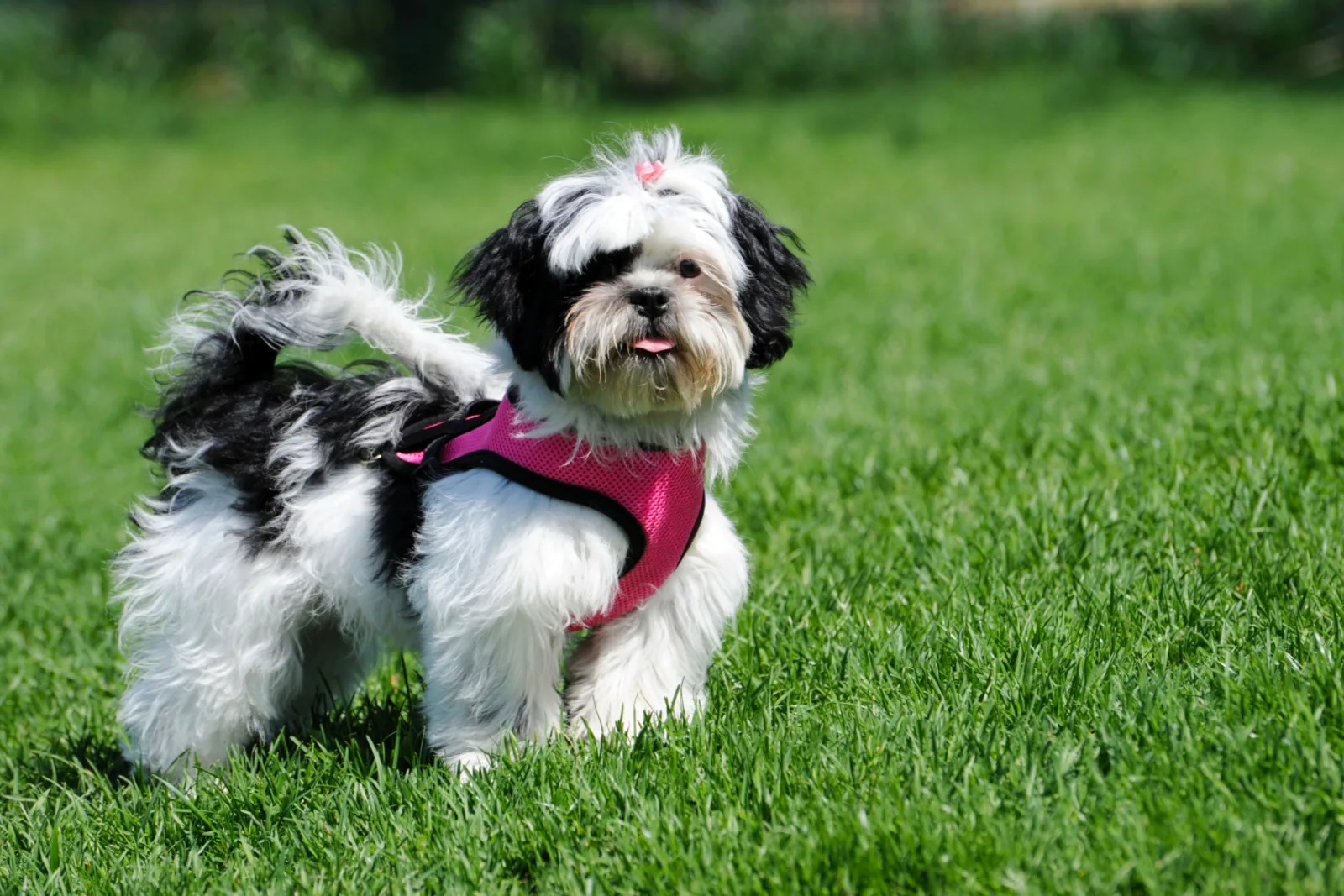 Black and white Shih Tzu puppy wearing her little pink harness outside in the Spring