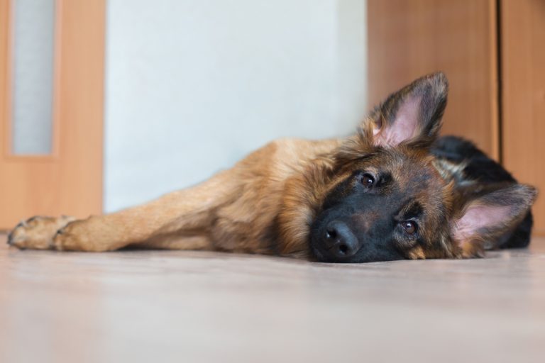sad german shepherd resting
