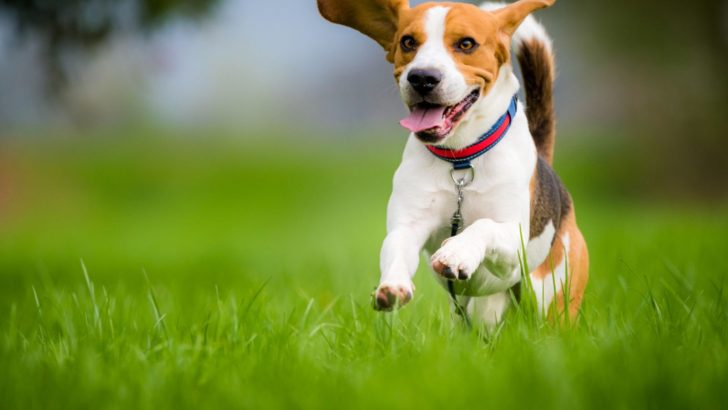 11 Reasons Why Beagles Are The Worst Dogs You Can Have